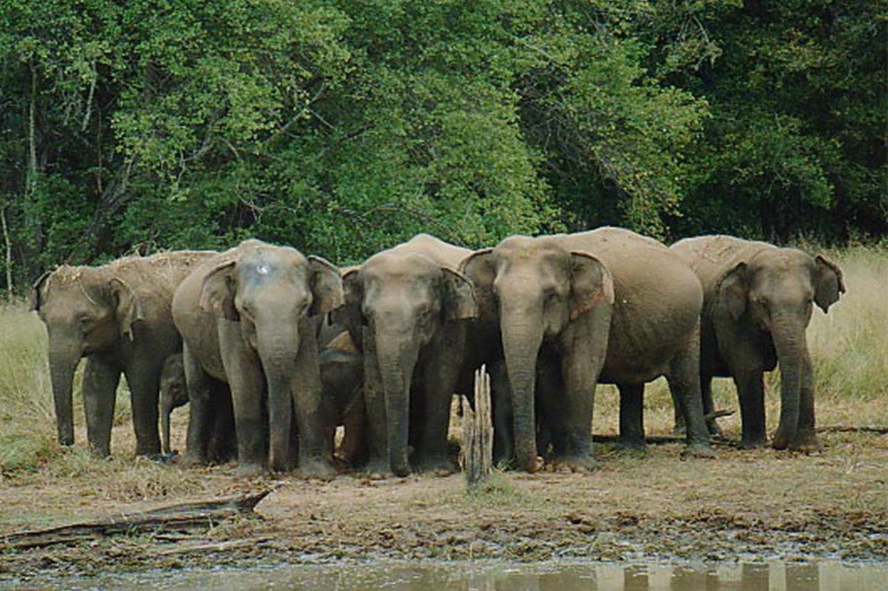 Nature Resort - Yala Safari Village Tissamaharama Exterior foto