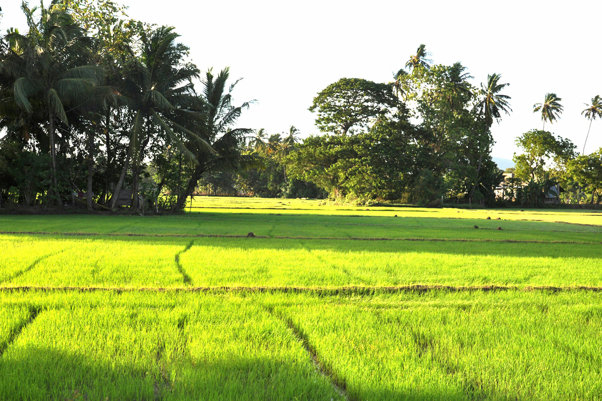 Nature Resort Tissamaharama Exterior foto